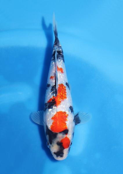 銀鱗昭和　21㎝