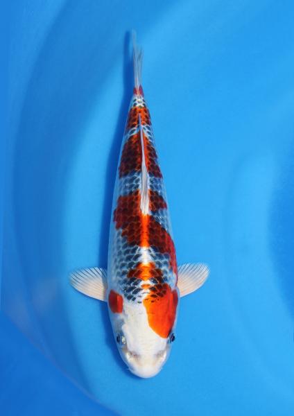 孔雀　26㎝