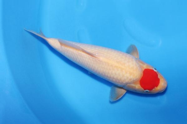 丹頂紅白♀　　39㎝