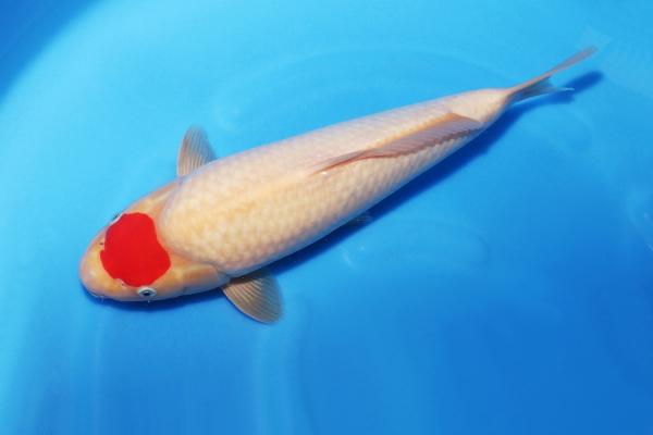 丹頂紅白♀　　39㎝