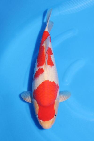 紅白♀　　41㎝