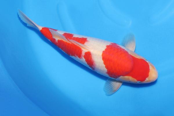紅白♀　　41㎝