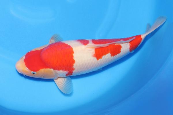 紅白♀　　41㎝