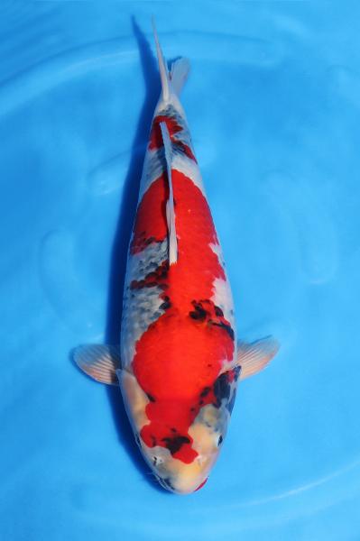 昭和♀　　42㎝