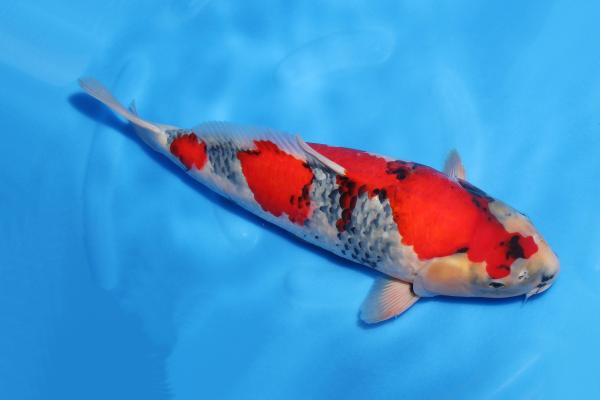 昭和♀　　42㎝