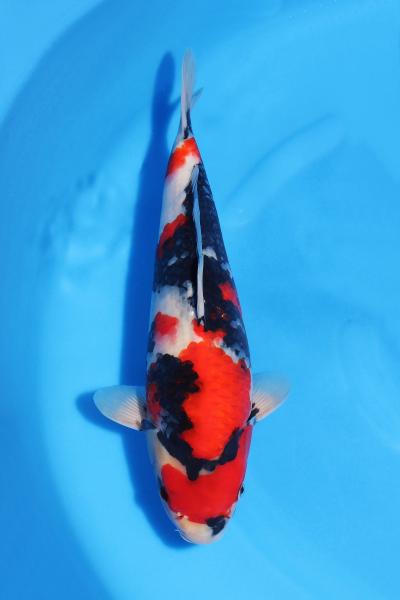 昭和♀　　38㎝