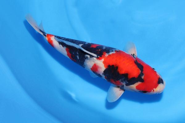 昭和♀　　38㎝