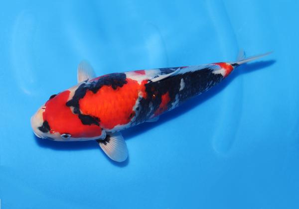 昭和♀　　38㎝
