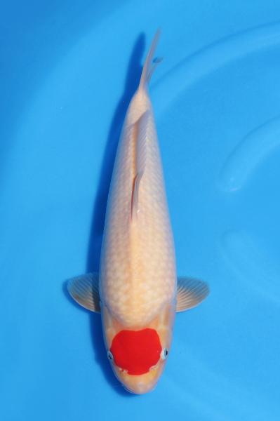丹頂紅白♀　　39㎝