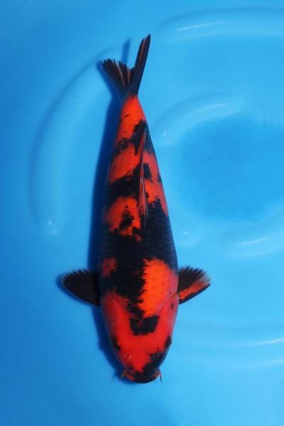 緋写り♀　32㎝