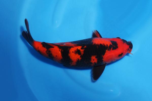緋写り♀　32㎝