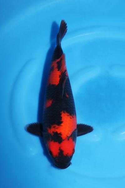緋写り♀　30㎝