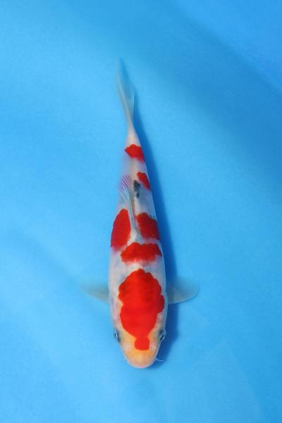 大正三色　15㎝