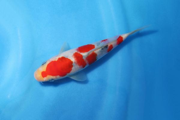 大正三色　15㎝