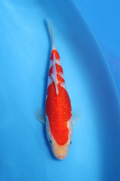 銀鱗紅白　18㎝