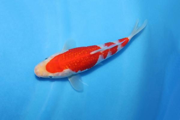銀鱗紅白　18㎝