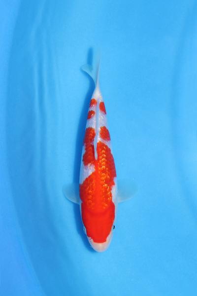 銀鱗紅白　17㎝