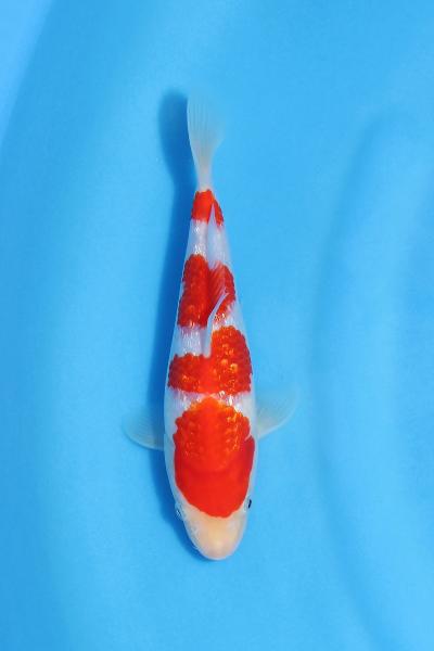 銀鱗紅白　19㎝