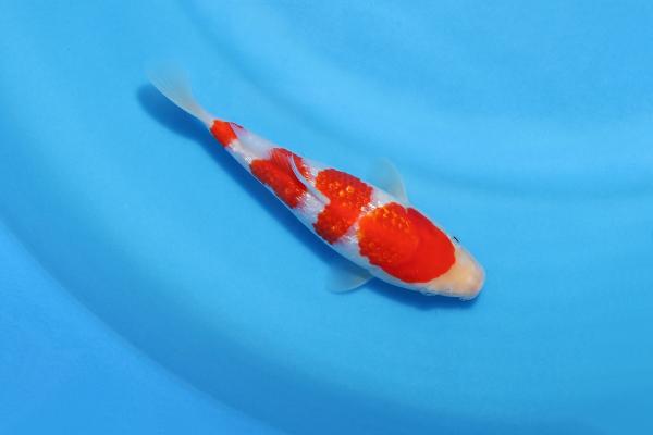 銀鱗紅白　19㎝