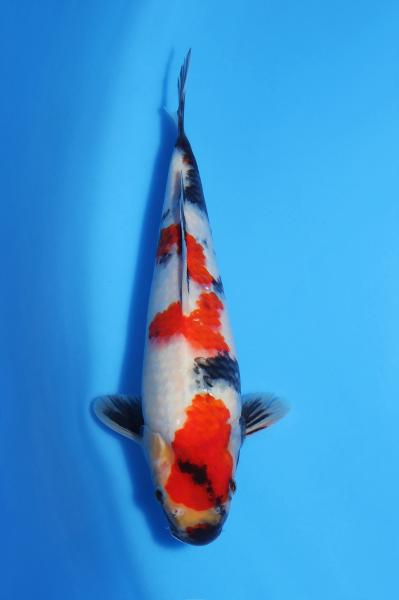 昭和　29㎝