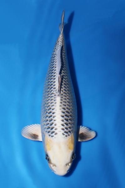 銀松葉♀　42㎝