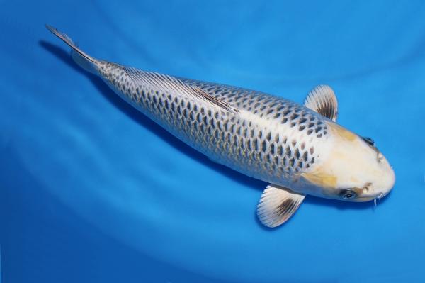 銀松葉♀　42㎝