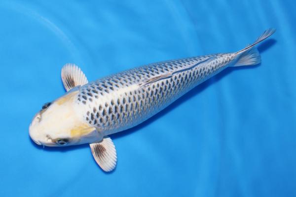 銀松葉♀　42㎝