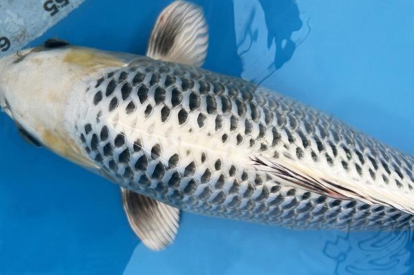 銀松葉♀　42㎝