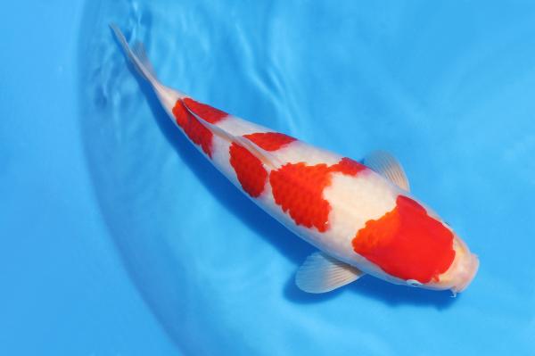 紅白♀　37㎝