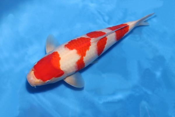 紅白♀　37㎝