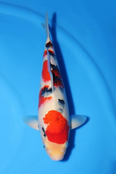 大正三色♀　35㎝