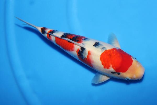 大正三色♀　35㎝