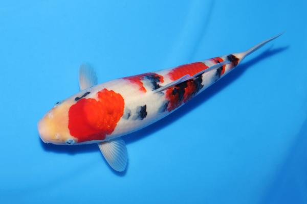 大正三色♀　35㎝