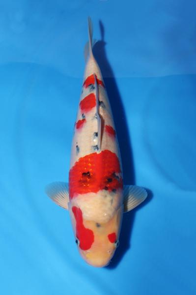 大正三色♀　40㎝