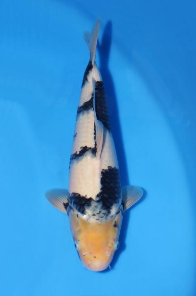 白写り♀　40㎝