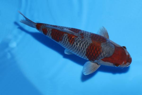 落ち葉♀　36㎝