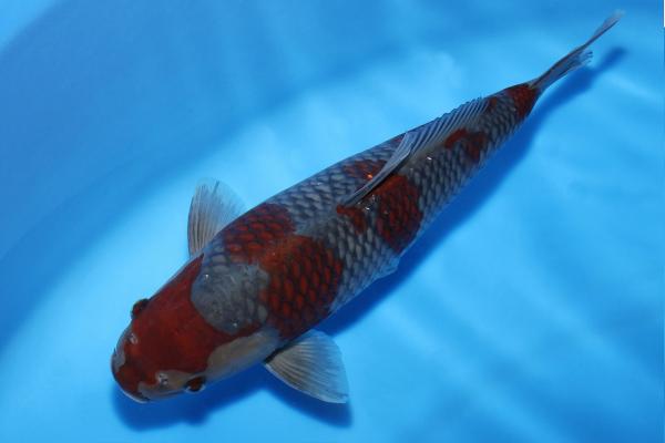 落ち葉♀　36㎝