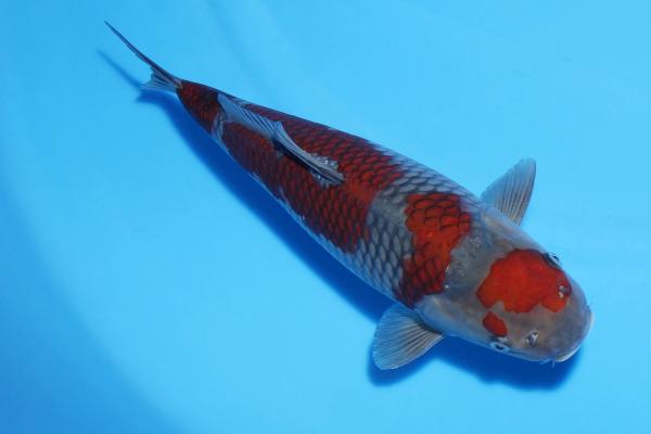 落ち葉♀　37㎝
