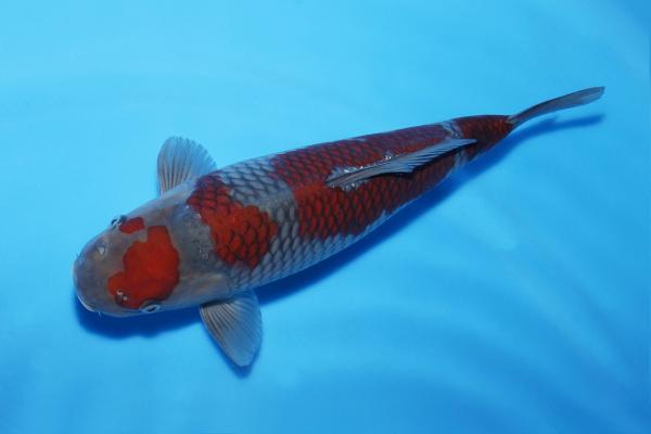 落ち葉♀　37㎝