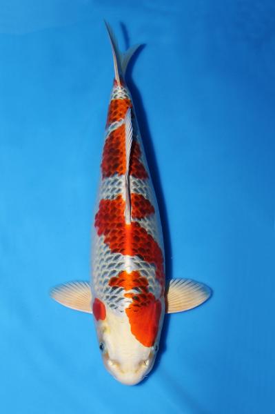 孔雀♀　39㎝