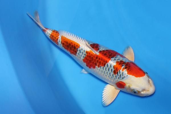 孔雀♀　39㎝