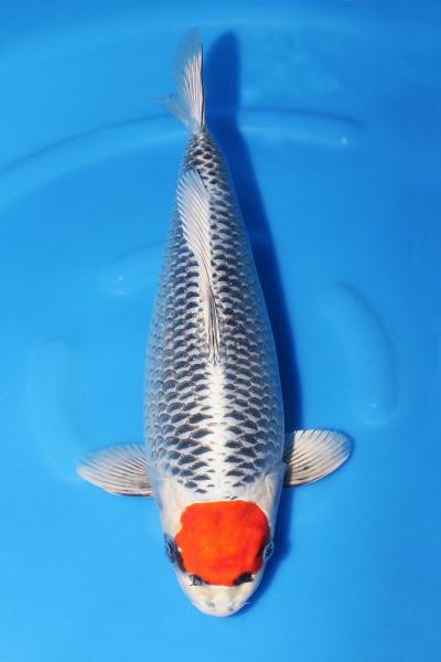 丹頂孔雀♀　42㎝