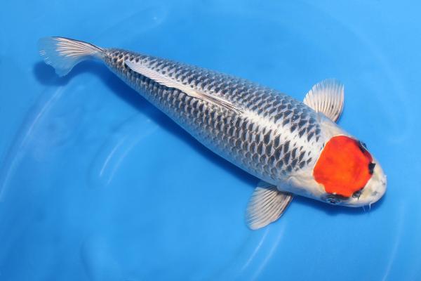 丹頂孔雀♀　42㎝