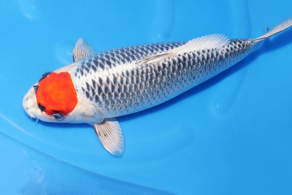 丹頂孔雀♀　42㎝