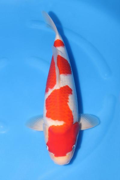 紅白　44㎝
