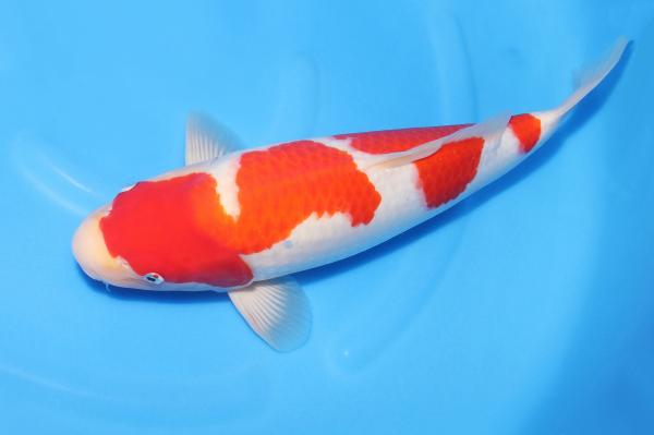 紅白　44㎝