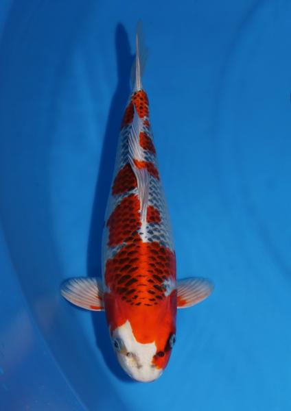 孔雀　41㎝