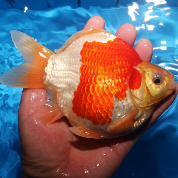 普通鱗♂　14㎝