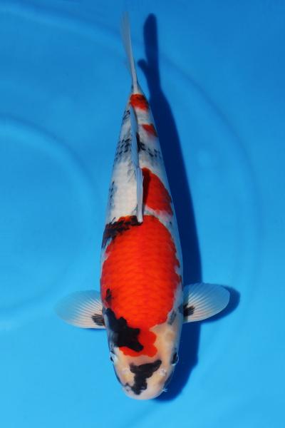 昭和♀　49㎝
