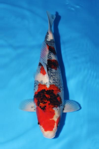 昭和♀　49㎝